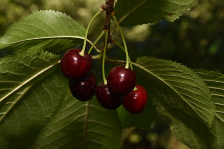 The cherry is the edible fruit of the cherry tree. It is a stone fruit, spherical in shape, generally more or less dark red, Cherries are picked from May to August.の写真素材