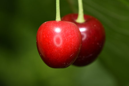 The cherry is the edible fruit of the cherry tree. It is a stone fruit, spherical in shape,...