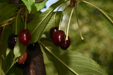 The cherry is the edible fruit of the cherry tree. It is a stone fruit, spherical in shape,...