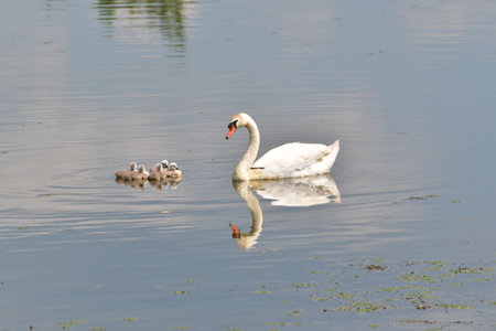 Swans are the largest members of the waterfowl family and are among the largest flying birds. The plumage of swans is pure white, white with shades of gray or blackの写真素材