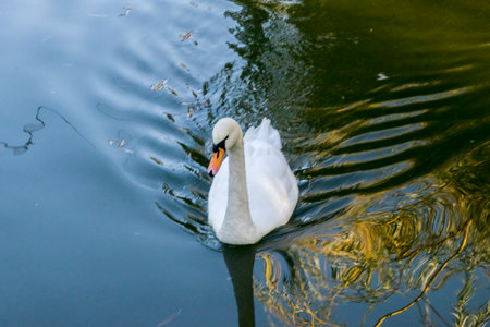 Swans are the largest members of the waterfowl family and are among the largest flying birds. The...