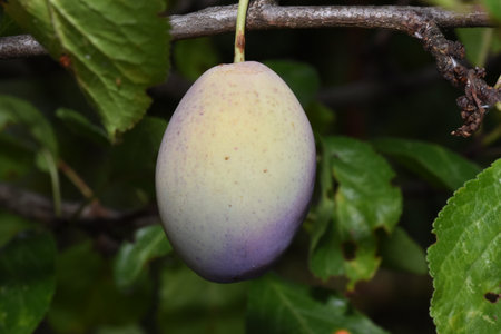 Plum fruit on a tree branch in the orchard. Close-up.の写真素材