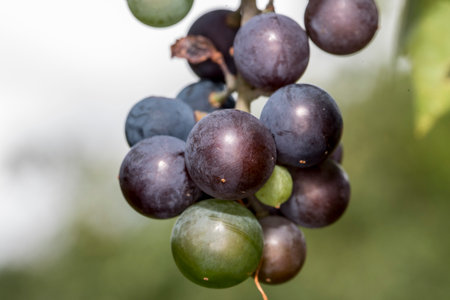 Close up of a bunch of grapes on a vine in a vineyardの写真素材