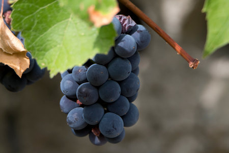 Bunches of red wine grapes ready to be harvested in a vineyard