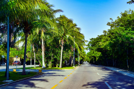 Asphalt road in the city with palm trees and blue sky.の写真素材
