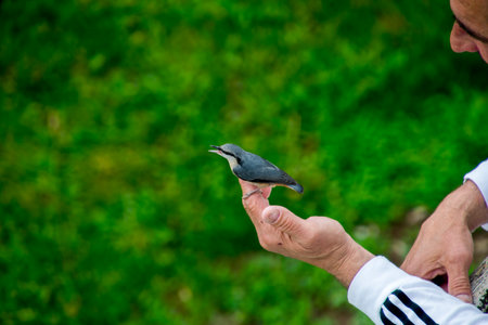 Nuthatch feeding on the hand of a man in a parkの写真素材