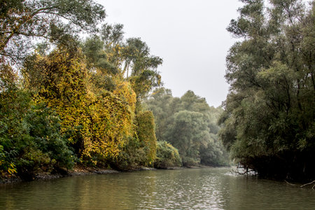 Autumn landscape with river and trees in foggy day in parkの写真素材