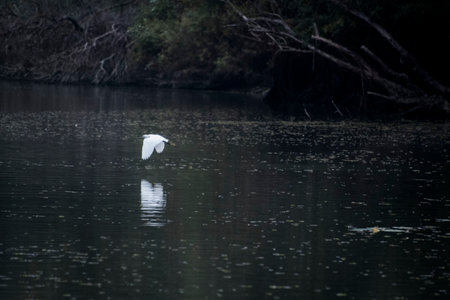 Snowy egret, Ardea alba, flying in the lakeの写真素材