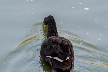 Black swan swimming in the lake, closeup of photo.の写真素材