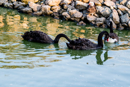 Black swans swimming on the lake in the park, Thailand.の写真素材