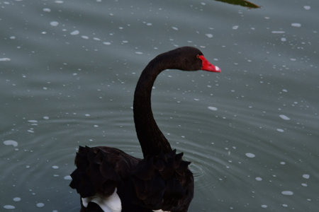 Black swan swimming on a lake in the park. Close upの写真素材