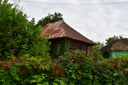 Old wooden house in the village on a background of green trees.の写真素材