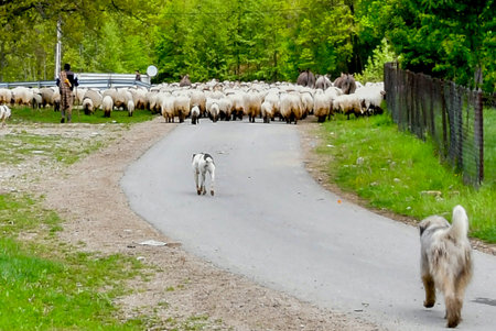 Sheep and lambs on the road in the village, Russia