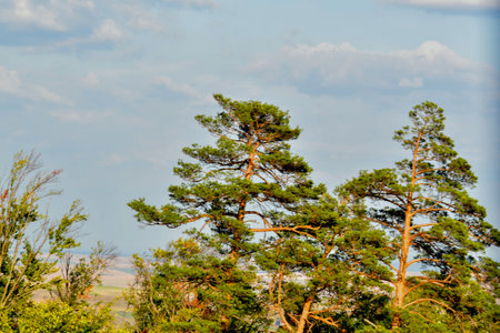 Pine trees on a background of blue sky with white clouds.の写真素材