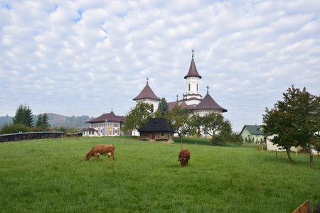 Cattle grazing in a meadow in front of the church of the Transfiguration of the Saviorの写真素材