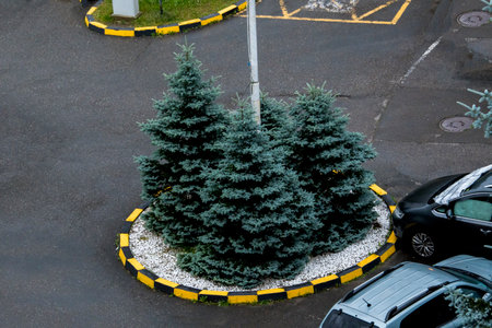 Pine tree in the parking lot of the shopping mall on the streetの写真素材