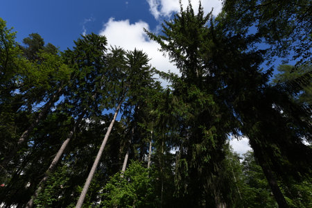 Tall trees in the forest on a background of blue sky.