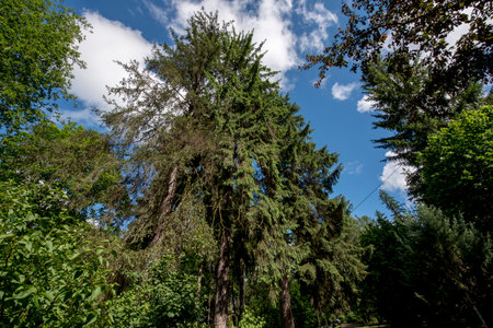 Pine trees in the park against the blue sky with clouds.の写真素材