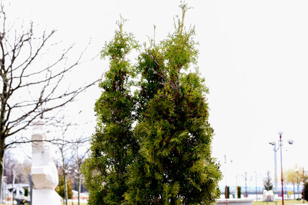 Green thuja tree on the street in the city, close upの写真素材