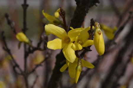 Forsythia blooming in early spring. Yellow flowers.の写真素材