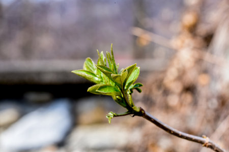 Close-up of young green leaves on a tree branch in springの写真素材