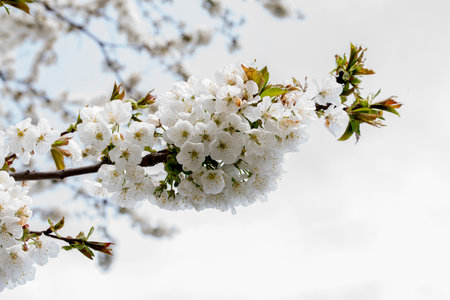 cherry blossom in spring, white flowers on a branch of treeの写真素材