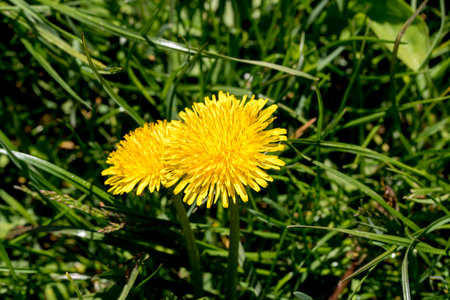 Yellow dandelion flower on a green meadow in spring.
