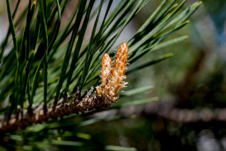 Pine branch with young cones close-up on a blurred backgroundの写真素材