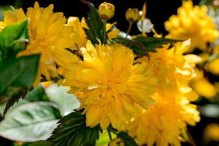 Beautiful yellow flowers in the garden. Selective focus. Nature.の写真素材
