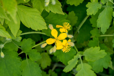 Celandine (Chelidonium majus) flowers in bloomの写真素材