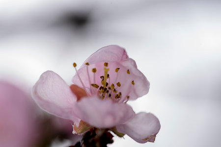 cherry blossom in spring, macro shot with shallow depth of fieldの写真素材