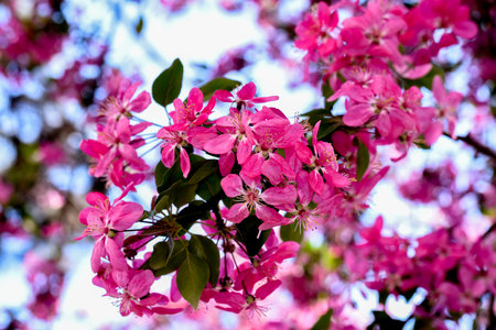 Beautiful pink flowers of apple tree in spring time, close up