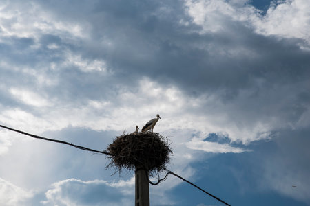 Stork in the nest on the electric pole with cloudy sky.