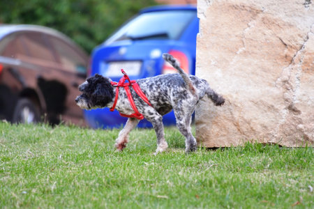 Miniature Schnauzer dog running on the grass in the park