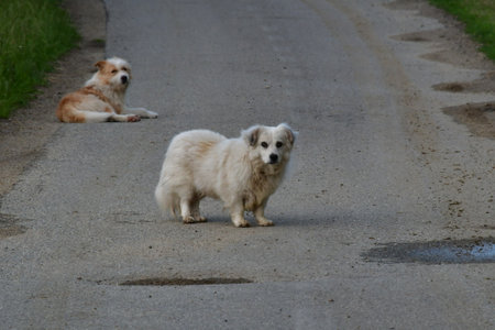 Two dogs are sitting on the road and looking at the camera.