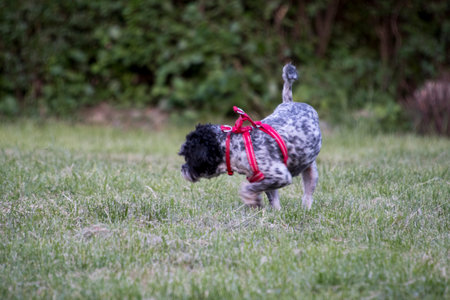 Miniature Schnauzer running in the garden. Selective focus.