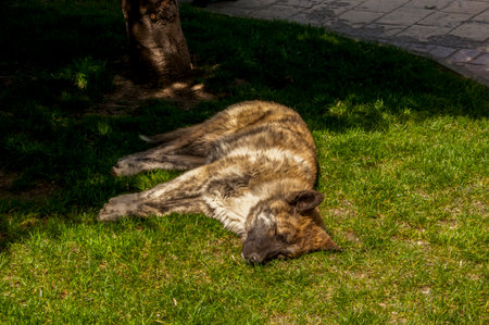 Predator sleeping on the grass in the park in the summer.の写真素材