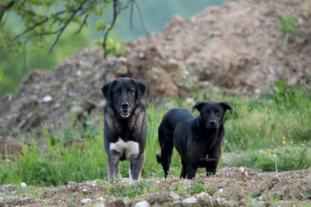 Two black stray dogs standing in the mud on a green meadowの写真素材