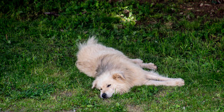 Dog sleeping on the grass in the garden. Selective focus.