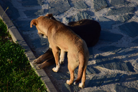 Stray dog sitting on a stone walkway in the park.