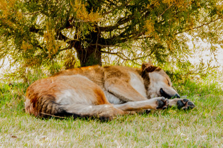 Dog sleeping in the shade of a tree on a sunny dayの写真素材