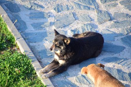 A dog and a puppy on the street of the old city.の写真素材