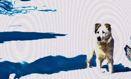 dog on a background of blue and white stripes in the form of circlesの写真素材