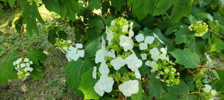 Hydrangea macrophylla, white flowers in the garden.