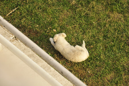 White puppy sleeping on the green grass in the park. Selective focus.の写真素材