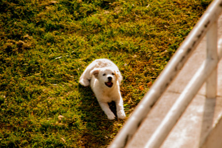 A vertical shot of a dog sitting on the grass in the park