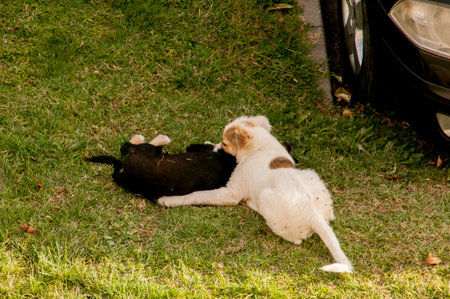 White dog lying on the grass with black dog in the background.