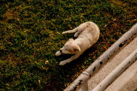 White dog lying on the grass near the stairs in the park.