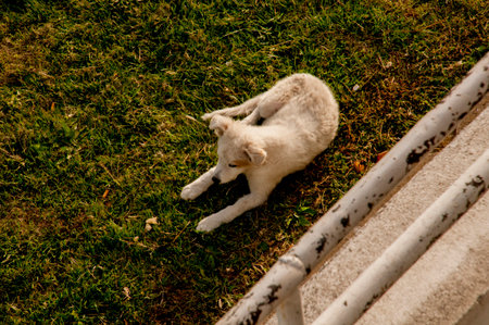 White dog lying on the grass in the park