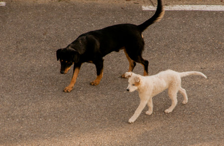 Two dogs playing on the road in the city of Salvador, Bahia, Brazil.の写真素材